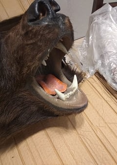 Реставрация чучела медведя